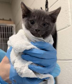 George -  Domestic Short Hair Cat for Adoption in Fairfax, Virginia - George | PetCurious