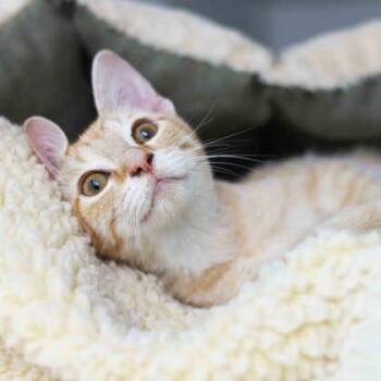Shortcake -  Domestic Short Hair Cat for Adoption in Atlanta, Georgia - Shortcake | PetCurious