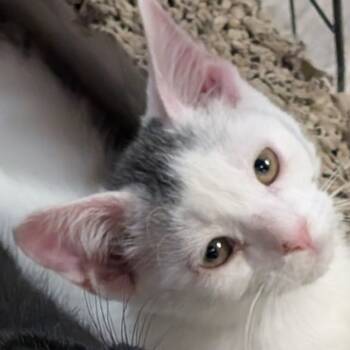Rescue Domestic Short Hair Cats for Adoption in Carmel, Indiana - Tai | PetCurious