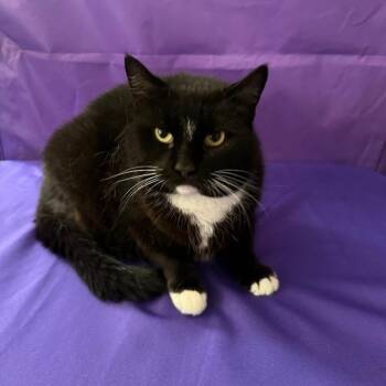 Blackie -  Domestic Medium Hair Cat for Adoption in North Myrtle Beach, South Carolina - Blackie | PetCurious