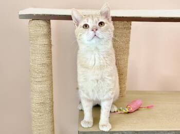 Ringo -  Domestic Short Hair Cat for Adoption in Charles Town, West Virginia - Ringo | PetCurious
