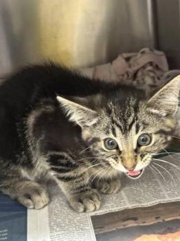 Lobster -  Domestic Short Hair Cat for Adoption in Wichita, Kansas - Lobster | PetCurious