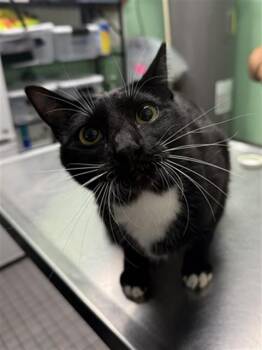 PEPPER -  Domestic Short Hair Cat Available for Adoption in Killeen, Texas - PEPPER | PetCurious