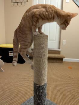 Rescue Domestic Short Hair Cats for Adoption in Philadelphia, Pennsylvania - Kitten Formerly Known As Prince | PetCurious