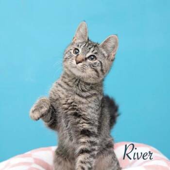 River -  Domestic Short Hair Cat for Adoption in Parma, Ohio - River | PetCurious