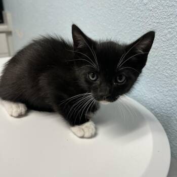 Cheeseburger -  Domestic Short Hair Cat for Adoption in Riverside, California - Cheeseburger | PetCurious