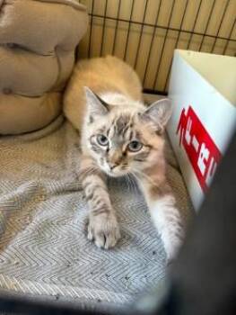 Shmee -  Siamese and Tabby Cat for Adoption in Murphy, Texas - Shmee | PetCurious