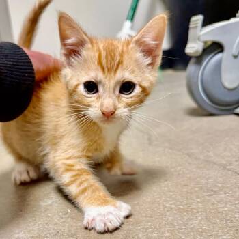 Chaos -  Domestic Short Hair Cat for Adoption in Cody, Wyoming - Chaos | PetCurious