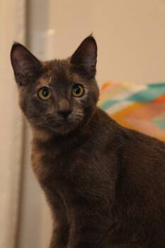 ICarly -  Domestic Short Hair Cat for Adoption in Vancouver, Washington - ICarly | PetCurious