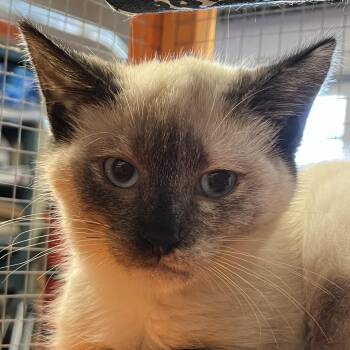 Siamese and Domestic Short Hair Cats Available for Adoption - Mali | PetCurious
