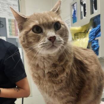 Heimskr -  Domestic Short Hair Cat for Adoption in Murray, Utah - Heimskr | PetCurious