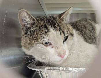 SYLVESTER -  Domestic Short Hair Cat for Adoption in Tustin, California - SYLVESTER | PetCurious