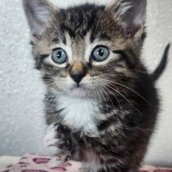Jedidiah Jones -  Domestic Short Hair Cat for Adoption in Layton, Utah - Jedidiah Jones | PetCurious
