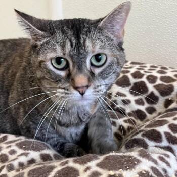 Sable -  Tabby Cat for Adoption in Troy, Missouri - Sable | PetCurious