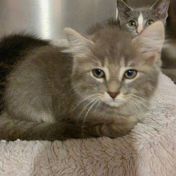 Littlefoot -  Domestic Long Hair Cat for Adoption in Tipton, Indiana - Littlefoot | PetCurious
