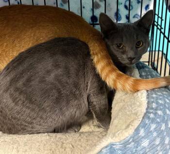 Domestic Short Hair Cats Available for Adoption in Battle Ground, Washington - Storm | PetCurious