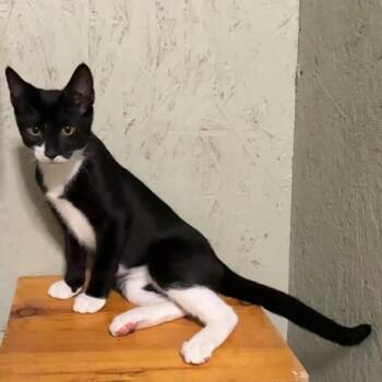 Orion -  Domestic Short Hair Cat for Adoption in Cumming, Georgia - Orion | PetCurious