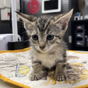 Cara -  Domestic Short Hair Cat for Adoption in Pauls Valley, Oklahoma - Cara | PetCurious