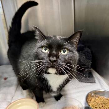 Tony -  Domestic Short Hair Cat for Adoption in Baltimore, Maryland - Tony | PetCurious