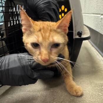 Domestic Short Hair Cats Available for Adoption in York, Pennsylvania - Barracuda | PetCurious