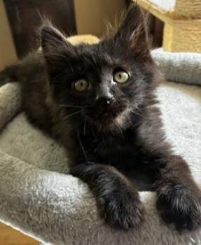 William -  Domestic Short Hair Cat for Adoption in Pasco, Washington - William | PetCurious