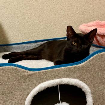 Sammyy -  Bombay Cat for Adoption in Fresno, California - Sammyy | PetCurious