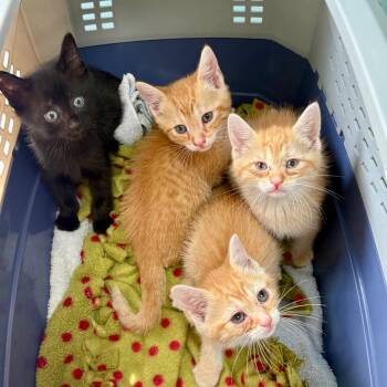 Delta -  Domestic Short Hair Cat Available for Adoption in New Fairfield, Connecticut - Delta | PetCurious