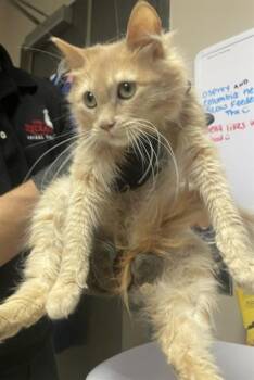 PAMELA -  Domestic Long Hair Cat for Adoption in Redlands, California - PAMELA | PetCurious
