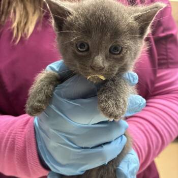 Serene -  Domestic Short Hair Cat for Adoption in Newark, New Jersey - Serene | PetCurious
