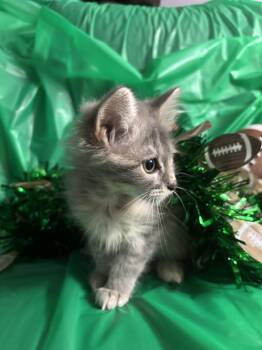 Xanthia -  Domestic Long Hair Cat for Adoption in Kirksville, Missouri - Xanthia | PetCurious