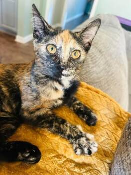 Calliope -  Domestic Short Hair Cat for Adoption in Kettering, Ohio - Calliope | PetCurious