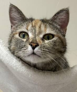 Tabby Cats Available for Adoption - Squirt | PetCurious