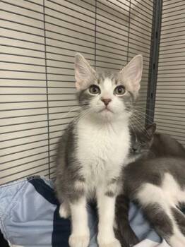Domestic Short Hair Cats Available for Adoption - Greyson | PetCurious