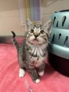 Petunia -  Domestic Short Hair Cat for Adoption in Manitowoc, Wisconsin - Petunia | PetCurious