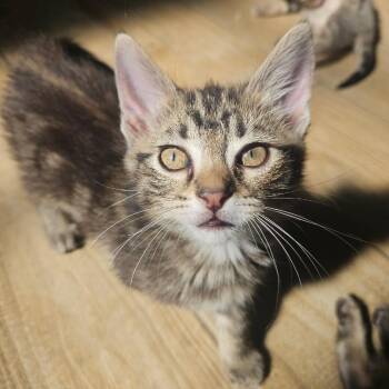 RALPH -  Tabby Cat for Adoption in Fletcher, Oklahoma - RALPH | PetCurious
