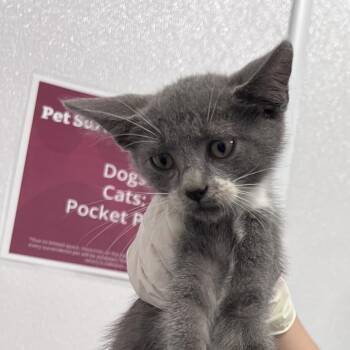 Ooky -  Domestic Short Hair Cat for Adoption in Clearwater, Florida - Ooky | PetCurious