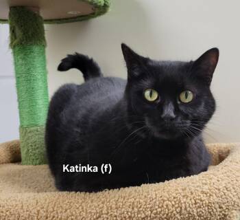 Rescue Domestic Short Hair Cats for Adoption in Mazon, Illinois - Katinka | PetCurious
