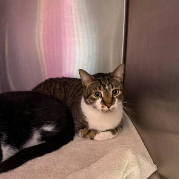 Domestic Short Hair Cats Available for Adoption in Englewood, Florida - Burt | PetCurious