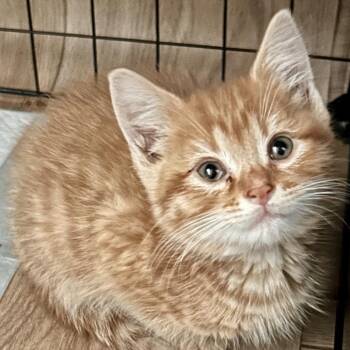 Skat C12559 -  Domestic Short Hair Cat for Adoption - Skat C12559 | PetCurious