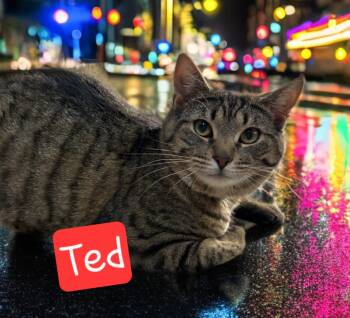 Rescue Domestic Short Hair Cats for Adoption in Jim Thorpe, Pennsylvania - Ted | PetCurious