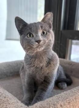 Domestic Short Hair Cats Available for Adoption - Bluey | PetCurious