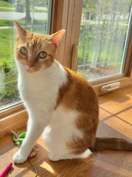 Wynter -  Tabby and Domestic Short Hair Cat for Adoption in Orland Park, Illinois - Wynter | PetCurious