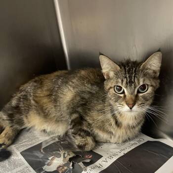 Cara -  Domestic Short Hair Cat for Adoption in Corpus Christi, Texas - Cara | PetCurious