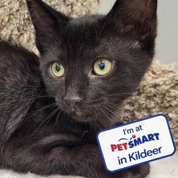 Santana -  Domestic Short Hair Cat for Adoption in Grayslake, Illinois - Santana | PetCurious