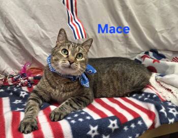 Mace -  Domestic Short Hair Cat for Adoption in Whitewater, Wisconsin - Mace | PetCurious