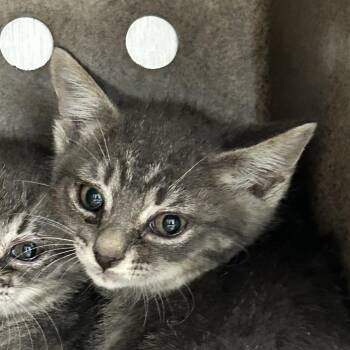 Red Hot -  Domestic Short Hair Cat for Adoption in Abilene, Texas - Red Hot | PetCurious