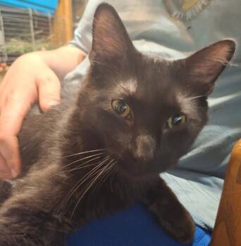 Rescue Domestic Short Hair Cats for Adoption in Mokena, Illinois - Yasso | PetCurious