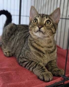 Raindrop -  Domestic Short Hair Cat for Adoption in Novato, California - Raindrop | PetCurious