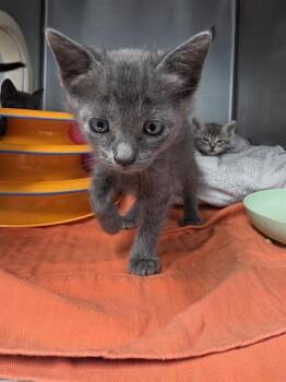 KYZARI -  Domestic Short Hair Cat for Adoption in Fort Walton Beach, Florida - KYZARI | PetCurious