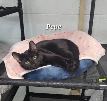 Pepe -  Domestic Short Hair Cat for Adoption in Morganton, North Carolina - Pepe | PetCurious
